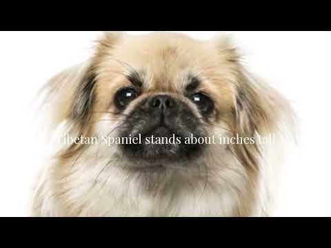 Meet the Tibetan Spaniel #tibetanspaniel #dog #terriers