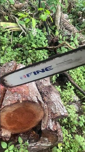 Chainsaw Cutting Log Demo – Quick & Effective!