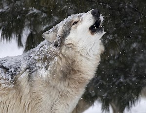 Wolf Howl Nights in Lafayette-West Lafayette, Indiana