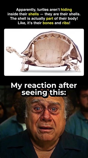Turtles shells are not what you think 🐢🥶