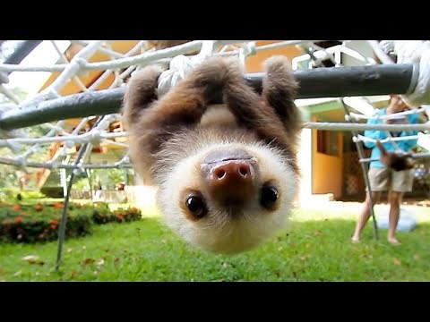 The Sleepy Baby Sloth: Nature's Cutest Napper!