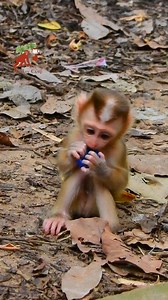 Lovely cute baby monkey playin water cap | MonkeyCamp