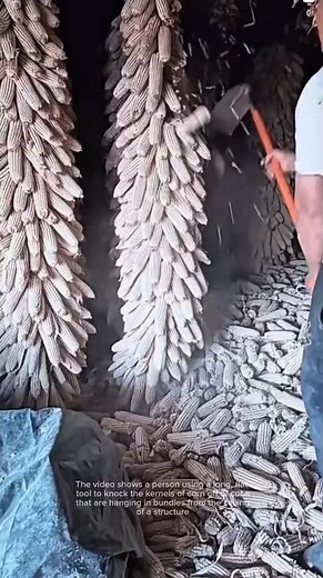 Harvesting corn: separating kernels from the cob