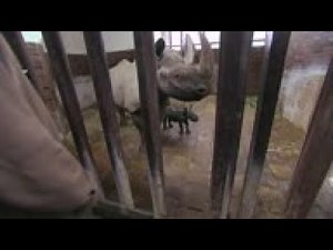 Czech zoo celebrates birth of rare black rhino
