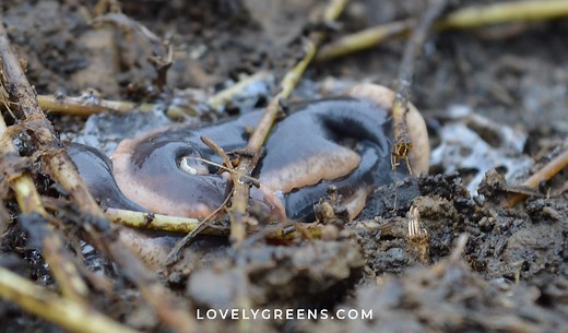 New Zealand Flatworm Control in the Garden
