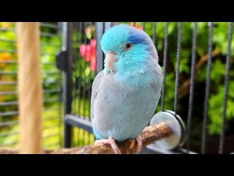 BIRD AND PARROT SOUNDS 🦜🌴 SINGING BIRDS 🌺 RELAXING NATURE FOR STUDY AND SLEEP 📺 PARROT TV