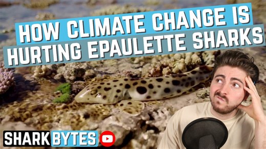 Baby epaulette sharks at risk from warming oceans