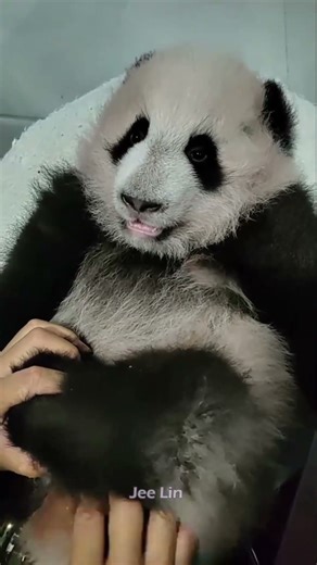 The breeder defecates naughty children Panda #Panda #Giant #Animal