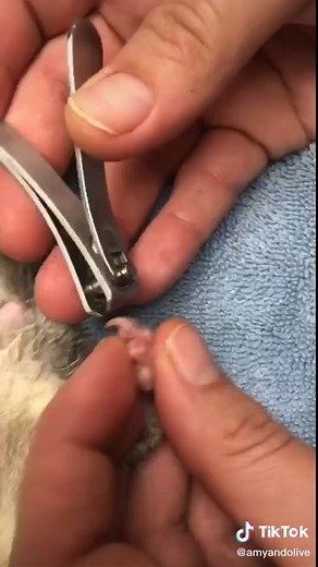 Exotic Vet Techs on TikTok