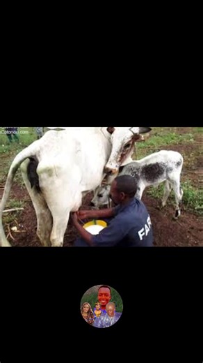 Siley kalidou 96 (@siley.kalidou.96)’s videos with son original - Siley kalidou 96