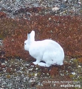 48K views · 5.4K reactions | A very hoppy Easter from this arctic hare sighted on our live cam! | explore.org | Facebook