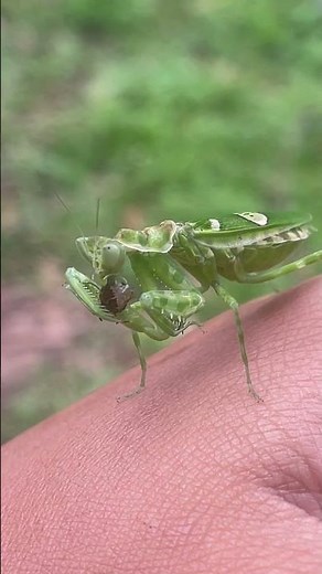 Close up of a praying mantis eating prey on a