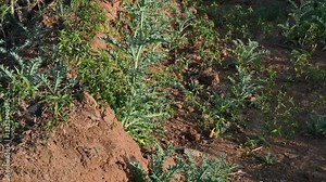 Argemone mexicana plant. Its other names Mexican poppy,  Mexican prickly poppy, flowering thistle,  cardo, and cardosantois. This a species of poppy. It is also referred to as kateli ka phool in India