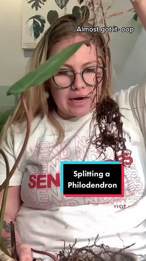 How do I manage to be chaotic and boring at the same time? 🤣 I need to stop filming before bed #planttok #philodendronrepot #plantseparation #plants