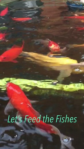 Johanna Clayton on TikTok