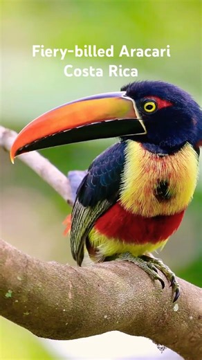 Check out ‪@global_birding‬ Bird photos from all over the world! #birds #birdphotography #birding