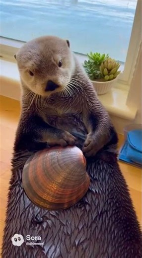 Open Shellfish Safely – Sea Otter Pro Method! 🦦🦪 #SeafoodHack #KitchenHack #Viral #howto