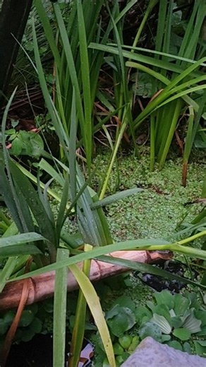 Beginning of shishi odoshi by carl fish shed @carllaney81aquascapes