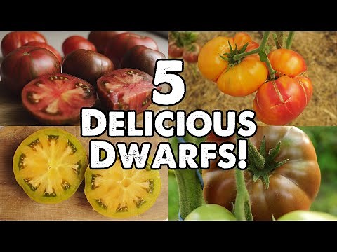 5 DELICIOUS DWARF TOMATOES FROM THE "DWARF TOMATO PROJECT"!