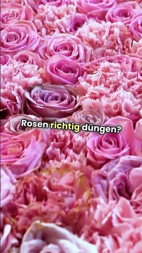 Rosen richtig düngen? 🌹💡 So machst du es richtig!