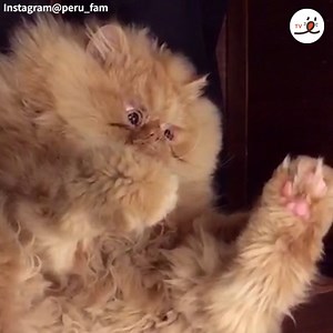 3.7K views · 344 reactions | The result of touching a fluffy cat.... | PECO | Facebook