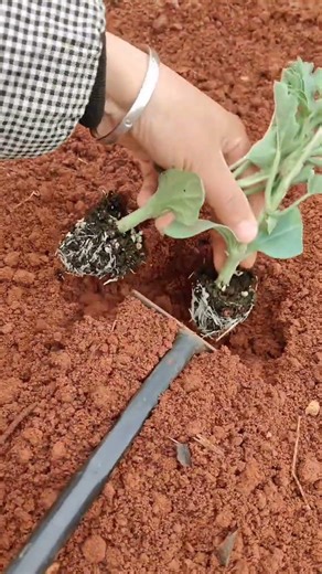 farming roots to grow plant bigger #viral #satisfyingvideo