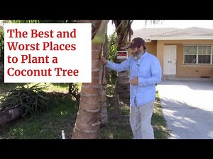 The Best and Worst Places To Plant a Coconut Tree