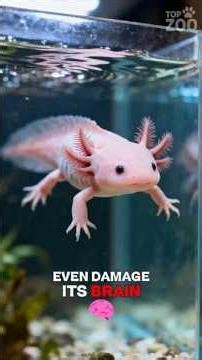 Top 5 Animals That Can Regrow Their Own Body Parts 🦎 #animalfacts