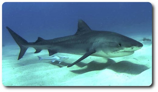 Tiger Shark Facts: Habitat ,Behavior .Diet & Human Interaction - SharkSider