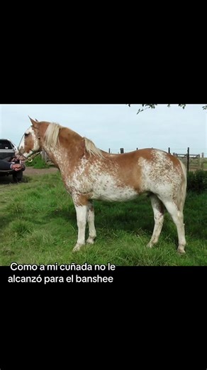 @camii.ibañez22 makinon Waina ❤️ #humor #campoargentino🌱🌾🌻🐮🐂 #fyp