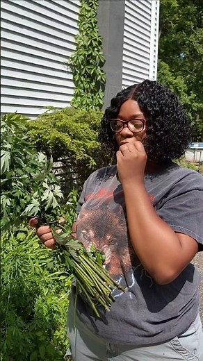 Why Mugwort Has Been Used for Centuries | Women's Wellness & Dream Herb