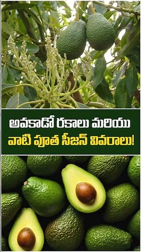 Top Avocado Varieties & Flowering Seasons Explained || Deccan Exotics || #shorts #ytshorts #avocado