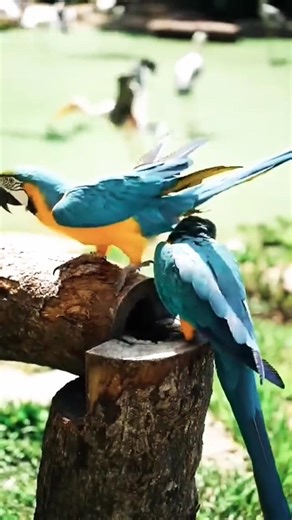 টিয়া পাখির সাথে আমাদের কতটা সম্পর্ক #টিউটোরিয়াল #টিয়া #shortsfeed #nature #shortsvideo #shorts