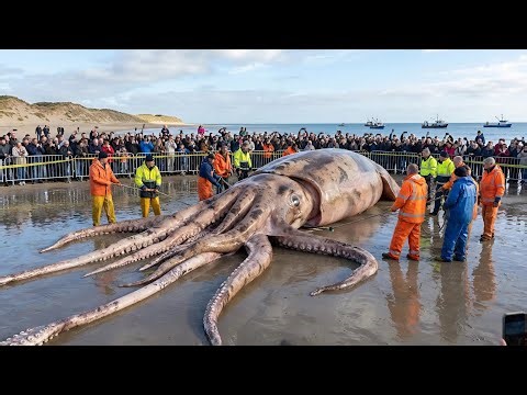 The 2,000kg Giant Squid Hunt | Offshore Landing (Documentary)