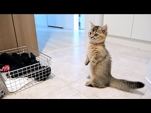 Kitten Kiki monitors the washing machine because it's too loud