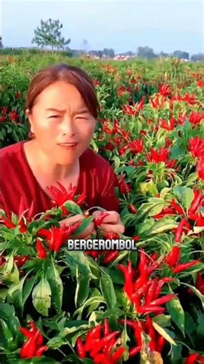 Cabai Dompol Lagi Viral! Sekali Panen Bisa Untung Berlipat!