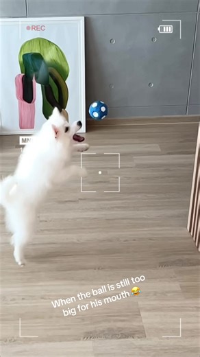 Rokuthespitz on TikTok