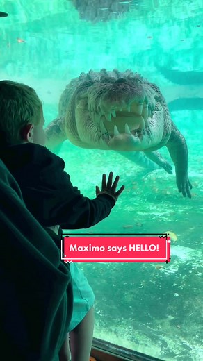 Maximo, our giant Saltwater crocodile coming over to say hello! 🐊 #MaximoMonday Repost from @theclaudiacooley (IG) #staugalligatorfarm #staugustine #staugustineflorida #crocodiles #saltwatercrocodile