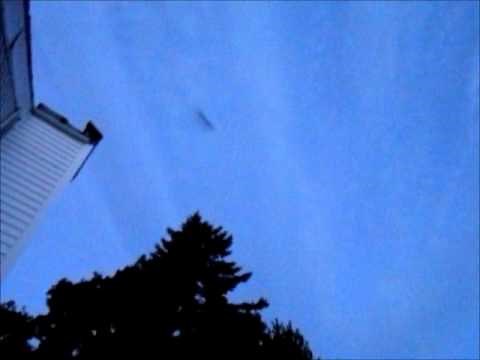 Bats Flying in Early Morning