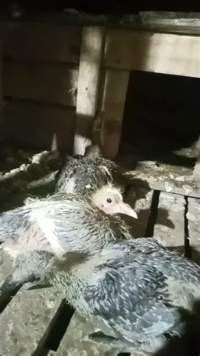 anakan siap di proses untuk di spet😅