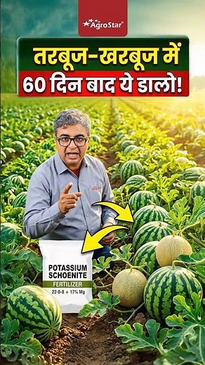 What to add to watermelon-muskmelon after 60 days? I Watermelon Muskmelon Fertilizer IAgroStar