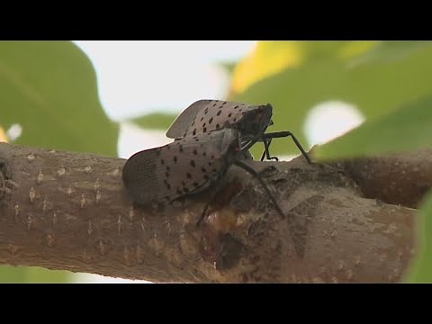 Spotted lanternfly causing headaches across Northeast Ohio