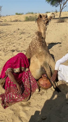 Bride and girl affair behind camel seen boiling thing