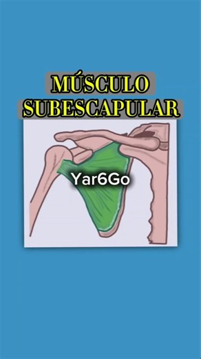 Subescapular