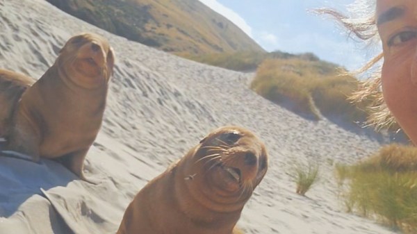 Tierischer Besuch: Junge Robben beschnuppern Strandbesucherin