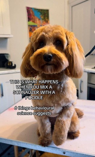 Understanding Schnoodles: Insights from Behavior Science
