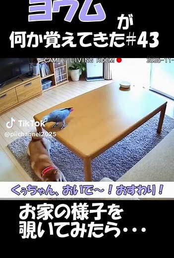 ペット監視カメラ映像でヨウムと柴犬の様子