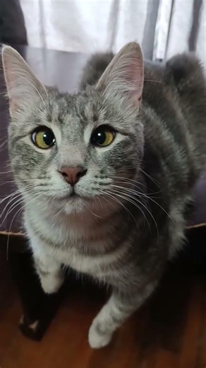 Crossed eyed Kitty #catmomlife #cutecat #cat #catsoftiktok #funnycats