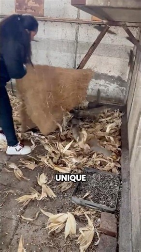 China's Massive Squirrel Farming Industry 🐿️