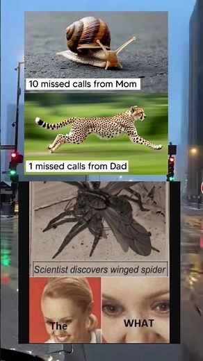 scientists discover winged spider 🕷️😳